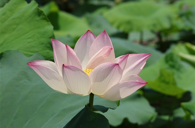 简单又大方的微信名(优选698个)