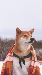 ​每日心语分享 早安心语正能量一句话