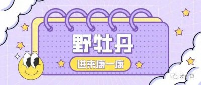 ​野牡丹：不仅美观，还有药用价值