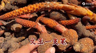 ​神农四宝之一的“文王一支笔”，它有什么用处呢？