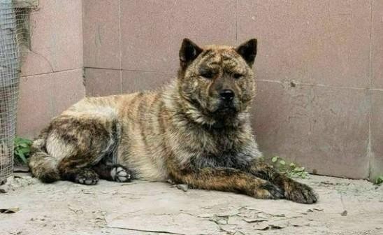 深山凶猛犬多，三种半野生山犬穿梭林间，堪比“丛林敢死队”
