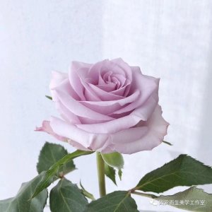 ​浅紫色玫瑰：海洋之歌