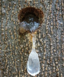 ​树木流出的“眼泪”，人称雪燕，虽似燕窝，营养价值更胜燕窝