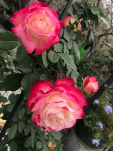 ​皮实好养的月季花品种图片（红双喜好养且花大香浓）