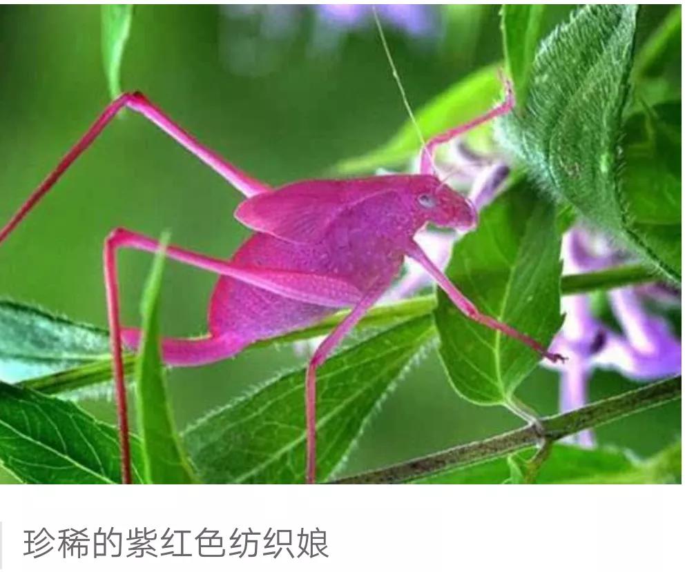 见人就笑打一字_制谜时怎么制各种格