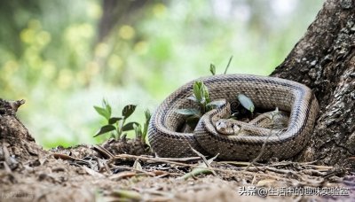 ​老人说：进家的蛇不能打，打了会怎么样？有什么科学道理