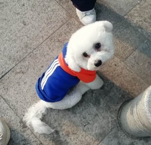 ​明星铲屎官各外忠爱比熊，看看都有哪些明星家养了比熊犬