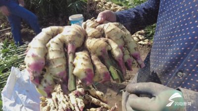 ​昌邑：大姜喜获丰收 成为姜农增收“法宝”
