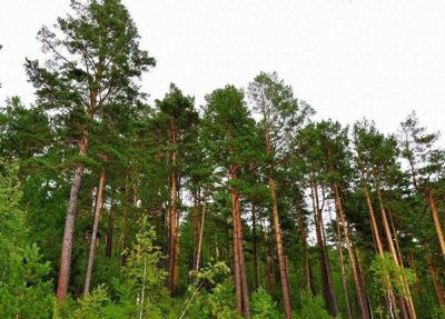 ​你所见到的松树都是一样的吗：松树品种介绍