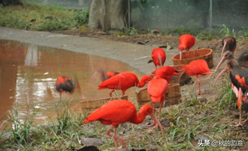 广州市长隆旅游度假区,占地面积 1万亩,门票价格 285-350元