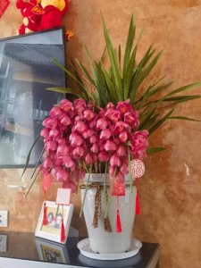 ​超全兰花养护大全，看懂这篇，养好兰花不在话下