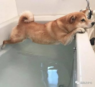 ​20张狗狗搞笑图片，赶快给劳资删了，我不要面子的啊