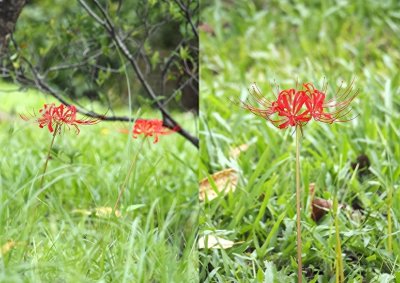 ​10种越养越“不吉利”的花，很多人不懂，还傻傻的养在家里