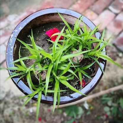 “龙须兰”长不好？狠心全“切”了，10天喂次“它”，狂窜小绿芽