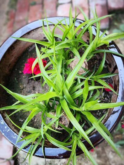 “龙须兰”长不好？狠心全“切”了，10天喂次“它”，狂窜小绿芽