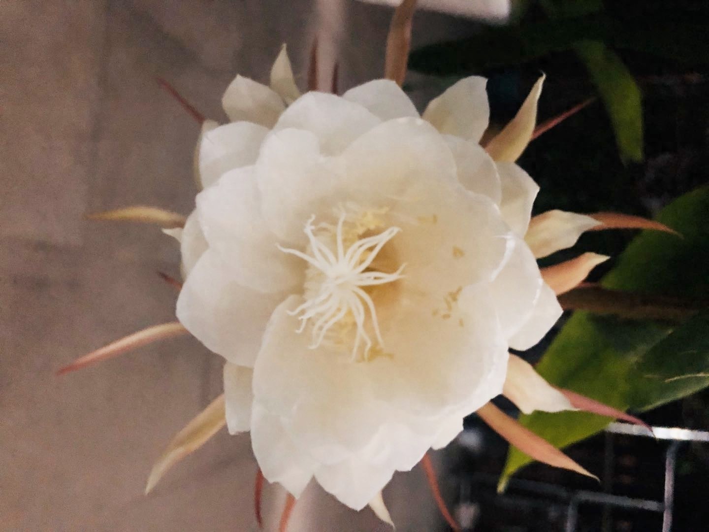 昙花一现的瞬间