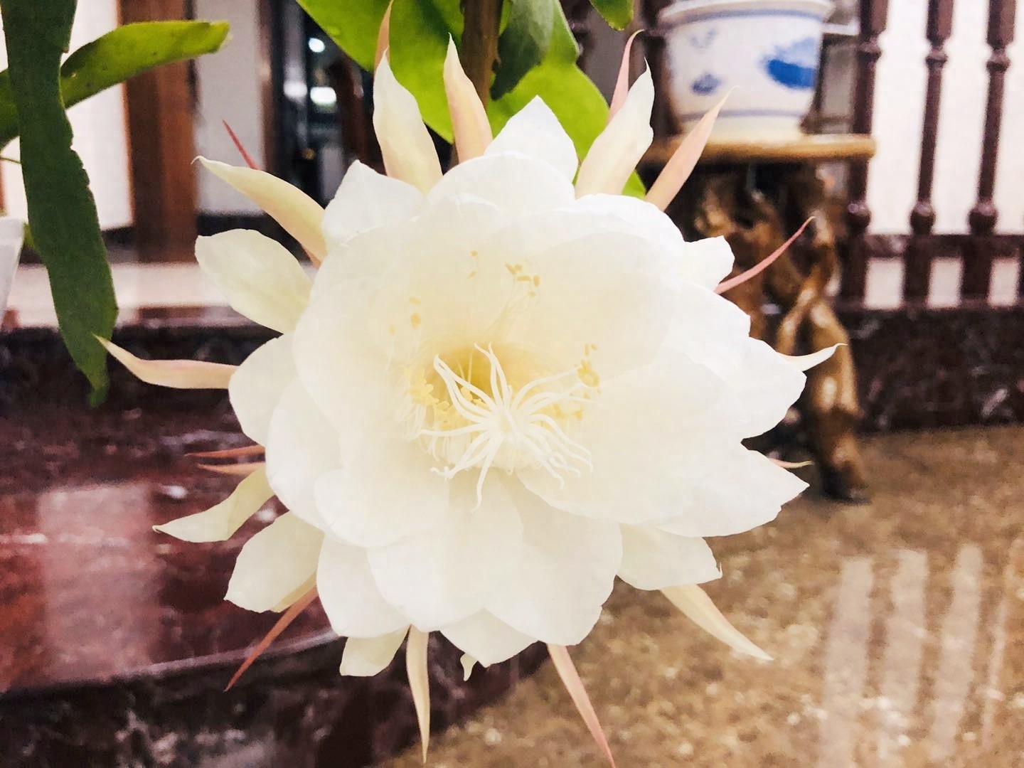 昙花一现的瞬间