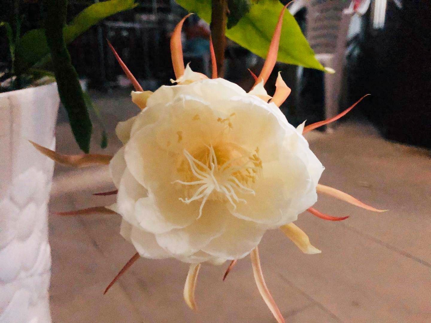 昙花一现的瞬间