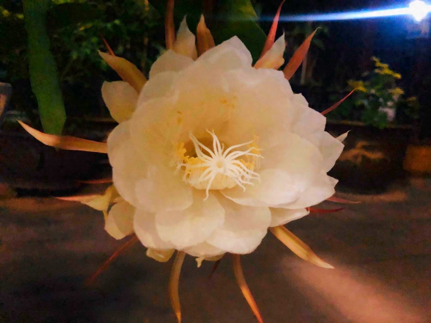 昙花一现的瞬间