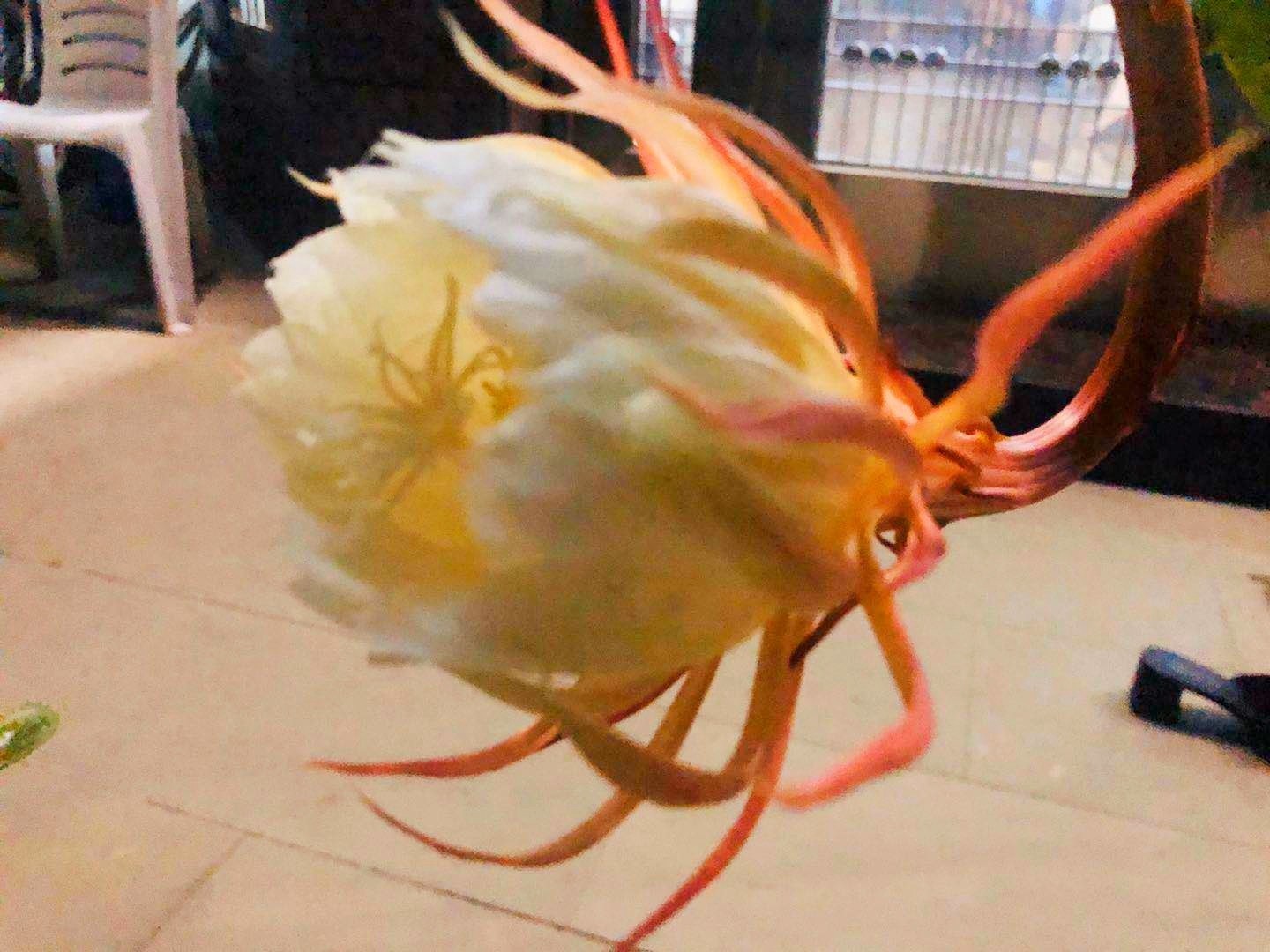 昙花一现的瞬间