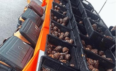 ​连陆龟也要走私, 你还敢去宠物市场买吗?