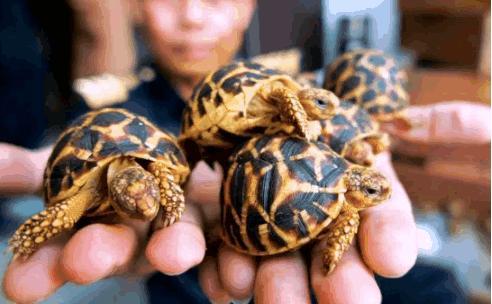 连陆龟也要走私, 你还敢去宠物市场买吗?