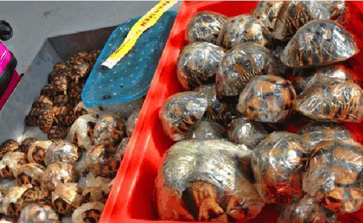 连陆龟也要走私, 你还敢去宠物市场买吗?