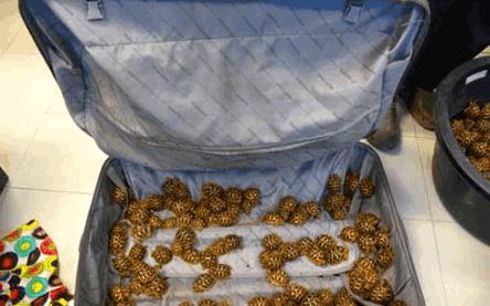 连陆龟也要走私, 你还敢去宠物市场买吗?