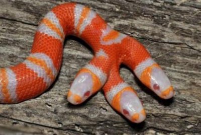 ​你见过双头白化蛇吗，还有三只头的，吃东西的样子让人惊讶