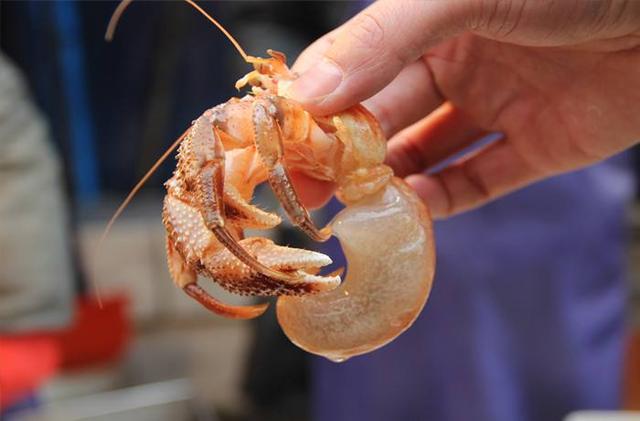 怪虾是寄居蟹么（你知道你吃的虾怪）(1)