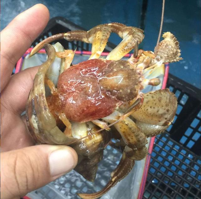 怪虾是寄居蟹么（你知道你吃的虾怪）(2)