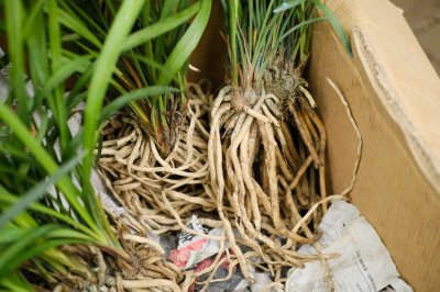 ​兰花怎么养，兰花图片