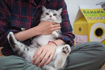 ​养猫久了才知道，这3个抱猫姿势才是正确的，别再错了！