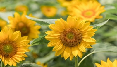 ​向日葵的寓意