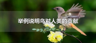 ​举例说明鸟对人类的贡献（鸟对人类做出了哪些贡献）