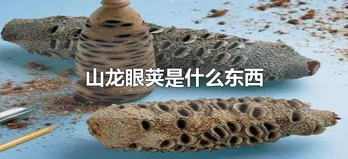 山龙眼荚是什么东西