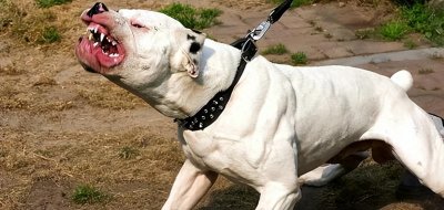 ​古代残酷死刑方式揭秘——犬决