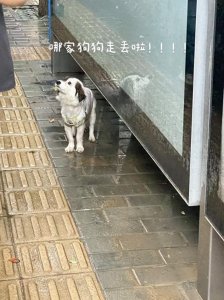 ​狗走丢后，会想主人吗？