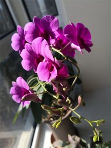 ​红色女“特工”黄慕兰自传-73