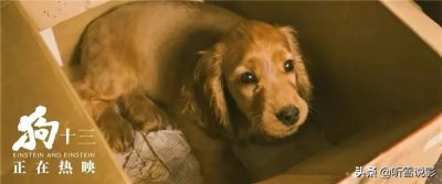 ​被禁五年的《狗十三》，很多人表示看不懂，不过，看懂的人都哭了