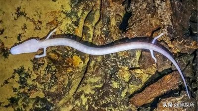 ​7年不吃不喝，每隔12年才交配一次的洞螈，被称为“洞中龙之子”