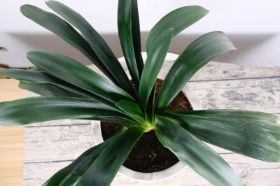 ​君子兰怎么养才能开花，开花有什么兆头