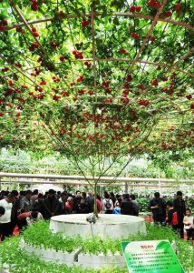 ​西红柿长成“参大树”，一棵能结果上万个，味美个大吃不完