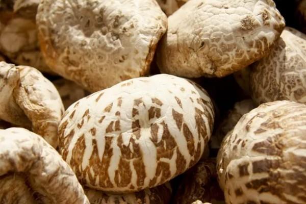 花菇会过期吗 花菇过期了还能不能吃