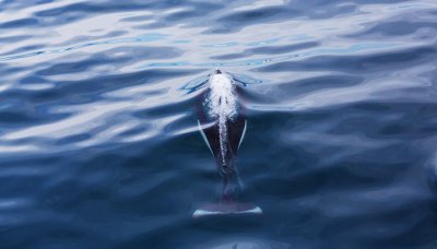 ​鲸鱼是不是鱼