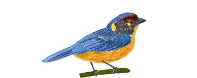 ​蓝色的鸟蛋是什么鸟生的