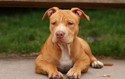 ​比特犬多少钱一只？比特犬是什么狗？