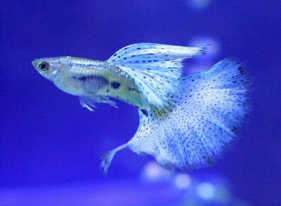 ​好养的观赏鱼有哪些品种（有哪些适合新手饲养的观赏鱼）