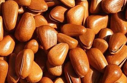 松子生的可以吃吗,松子能生吃