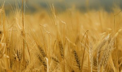 ​生麦芽功效作用与主治